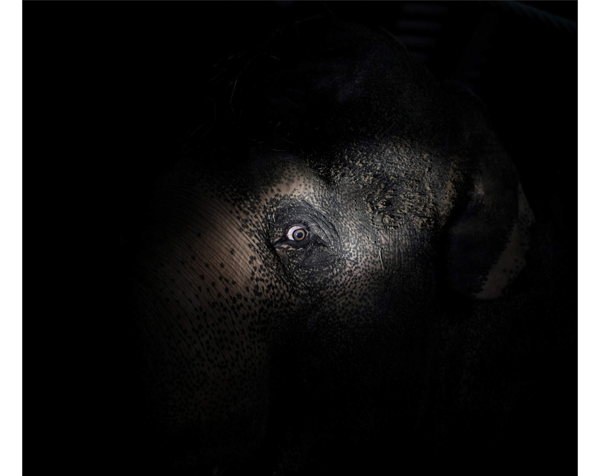 Forskare har kommit fram till att vilda elefanter endast sover i snitt två timmar per dygn. Ibland sover de inte alls. Elefanter i djurparker däremot, som asiatiska elefanten Tonsak på Kolmårdens zoo, sover desto längre.
